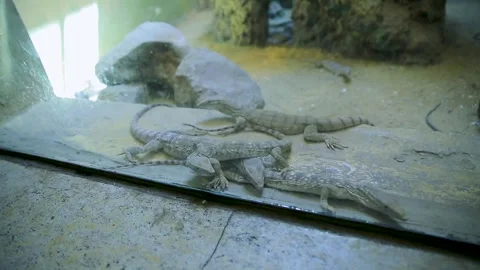 The Giza Zoo Stock-Footage 255305735