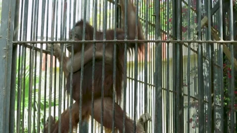 The Giza Zoo Stock-Footage 255306001