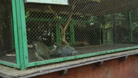 The Giza Zoo Stock-Footage 255306158