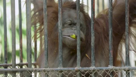 The Giza Zoo Stock-Footage 255306346
