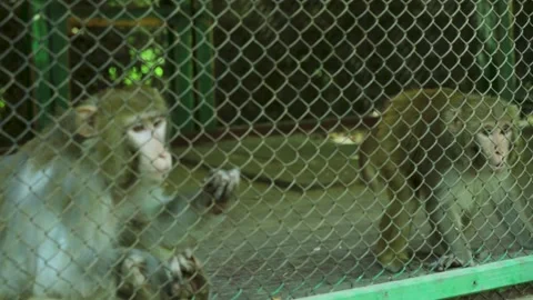 The Giza Zoo Stock-Footage 255306422
