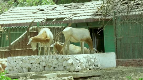 The Giza Zoo Stock-Footage 255306815