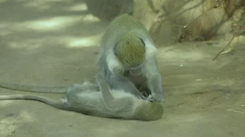 The Giza Zoo Stock-Footage 255306816