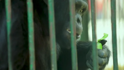 The Giza Zoo Stock-Footage 255306827