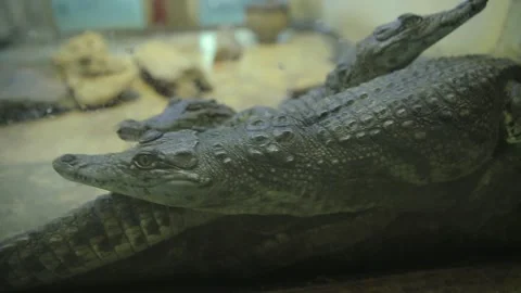 The Giza Zoo Stock-Footage 255306829