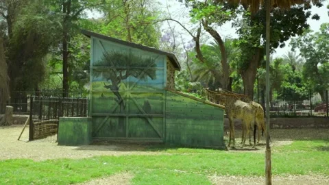 The Giza Zoo Stock-Footage 255306830