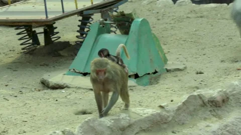 The Giza Zoo Stock-Footage 255306831