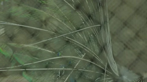 The Giza Zoo Stock-Footage 255306844