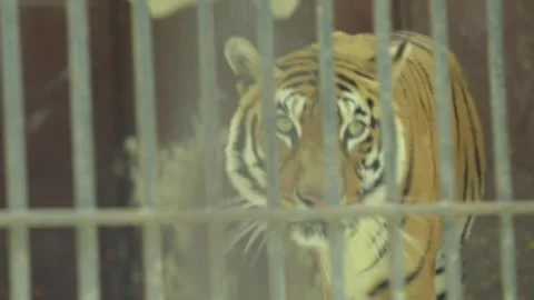 The Giza Zoo Stock-Footage 255306846
