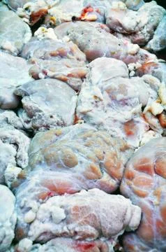 Gizzard Stock Photos