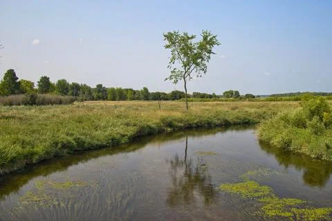 Glacial Drumlin Small Stream and Marsh Stock Photos