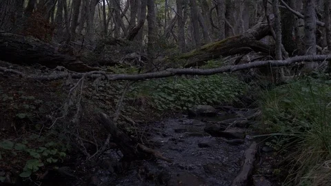 Glacial forest and river view in Tierra del fuego, Argentina Stock Footage 112536484