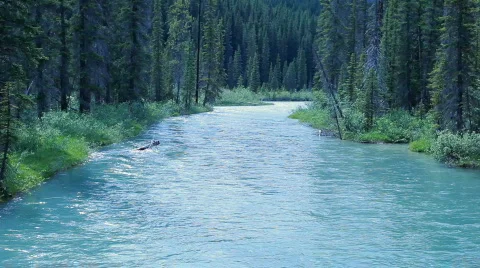 Glacial river forest P HD 7494 Stock Footage 845876