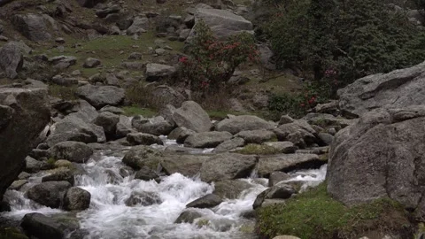 Glacial Stream Flowing Over Boulders Past Rhododendron in Himalayas Stock Footage 345631348