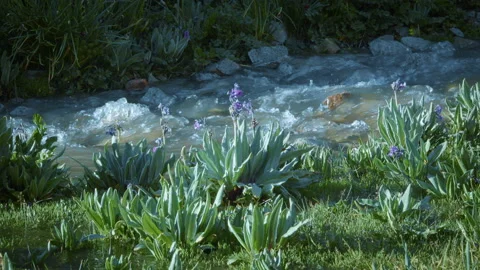 Glacial water flows in a brook high in the mountains 스톡 동영상 103957467