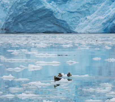 Glacier on alaska Stock Photos