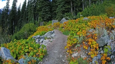 Glacier Basin Trail, Mount Rainier National Park, Washington State, USA in Autum Stock Footage 332144253