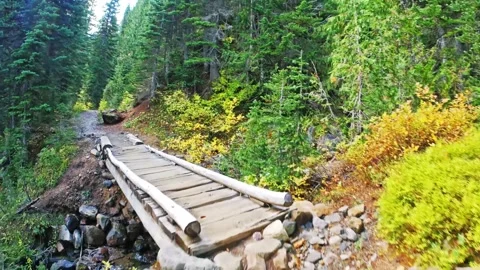 Glacier Basin Trail, Mount Rainier National Park, Washington State, USA Forest h Video stock 332144296