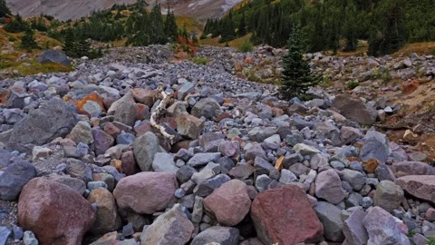 Glacier Basin Trail, Mount Rainier National Park, Washington State, USA Stock Footage 332144643