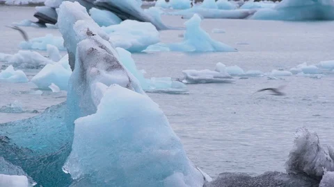 Glacier Bird 스톡 동영상 101210211