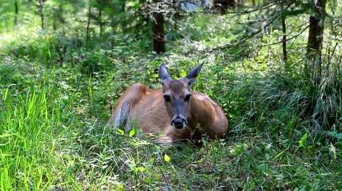 Glacier deer 11 Stock Footage 1058889