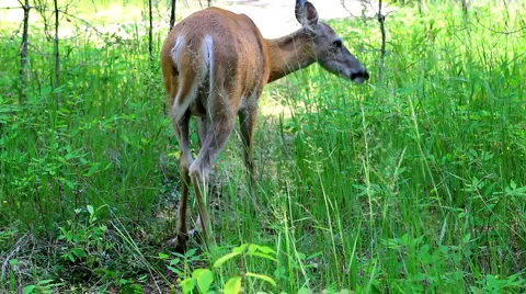 Glacier deer 13 Stock Footage 1059036