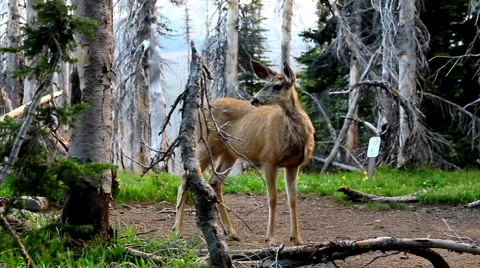 Glacier deer 17 Stock-Footage 1058796