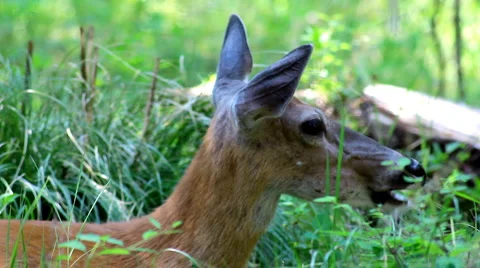 Glacier deer 7 Stock Footage 1058912