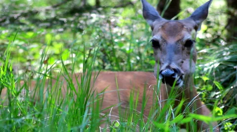 Glacier deer 8 Stock Footage 1059174