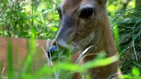 Glacier deer 9 Stock Footage 1058456