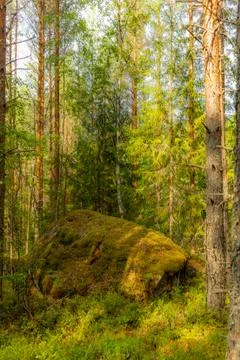Glacier erratics covered in moss and lichens in the Kolovesi National Park in Foto stock