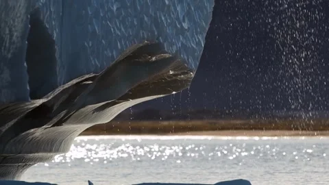 Glacier Melting Ice Droplets Falling into Polar Ocean 4k Slow Motion Stock Footage 338263352