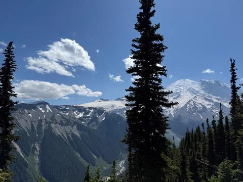 Glacier view framed by leafy trees in Mount Rainier National Park.USA, Washin Stock Photos