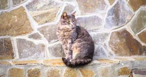 Glad cat sitting on the parapet Vidéo 85740147