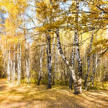 Glade in birch forest in autumn Foto stock