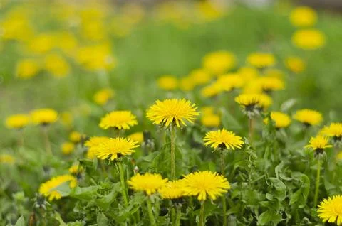 Glade with blooming dandelions in green grass Stock Photos