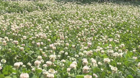 Glade of blossoming clover Stock Footage 51034860