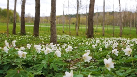 Glade Of Blossoming Snowdrops Closeup Stock Footage 86237117