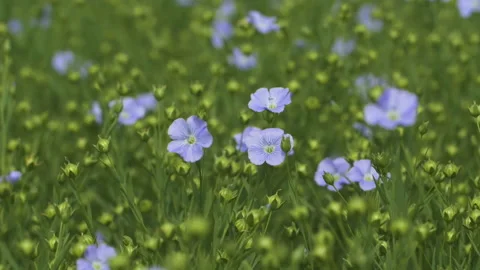 Glade with blue flowers 스톡 동영상 236449291