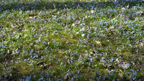 Glade of blue spring flowers in the forest on a bright Sunny day.Scilla Siberian Video stock 103802978