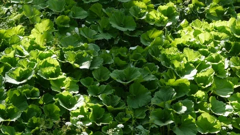 Glade of burdock plants. background Stock-Footage 111668812