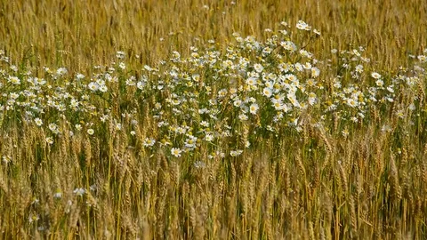 Glade of camomiles in ripe wheat field Stock Footage