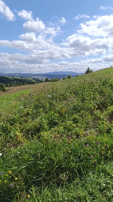 Glade in the Carpathians Video stock 346540922