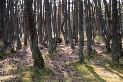 Glade with cones in dancing pine forest, national park Curonian Spits Stock Photos