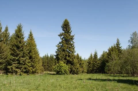 Glade in coniferous forest Stock Photos