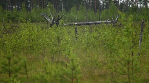 Glade covered with young trees and old dry fallen pine Stockbeeldmateriaal 101050238