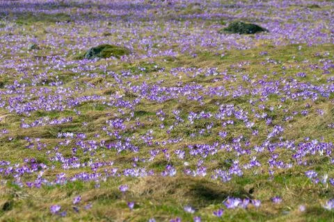 Glade of crocuses. Spring bloom. Фото