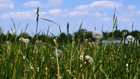 Glade dandelion disbanded in early summer in the park Stock Footage