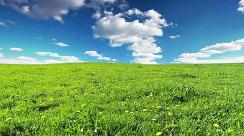 Glade of dandelions Stock Footage 34266089