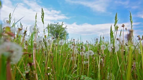 Glade of dandelions in the green grass Stock Footage 50424666
